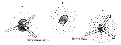 Electroliții din corpul uman, medukha