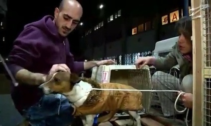 Această femeie nu a putut decide ce câine să aleagă și să cumpere întregul adăpost pentru animale