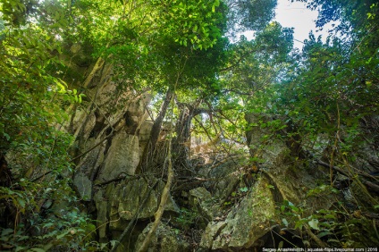 Merită să vedeți cu ochii voștri! Piatra de pădure din piatră, știri de fotografie