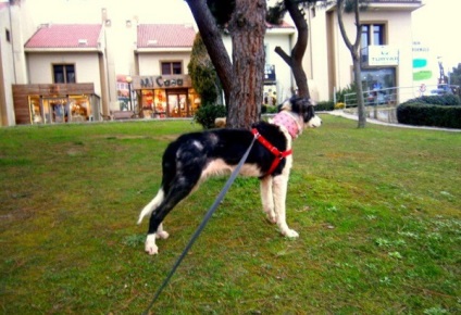 Acest câine a fost torturat până la moarte