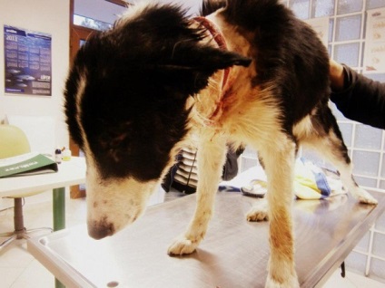 Acest câine a fost torturat până la moarte
