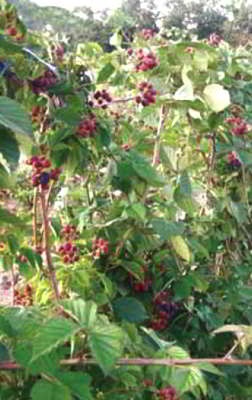Blackberry grădină, îngrijire, cultivare și reproducere
