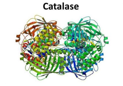 Principalele caracteristici ale enzimei catalazice