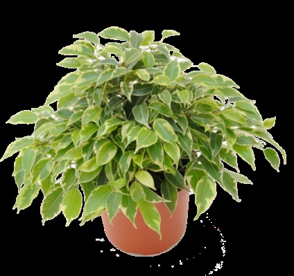 Ficus Benjamin Kinki