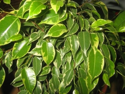 Ficus Benjamin Kinki