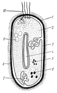 Forma, dimensiunea și structura celulei bacteriene