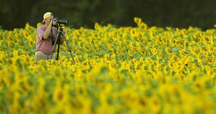 Fotografii de floarea-soarelui - doar interesant