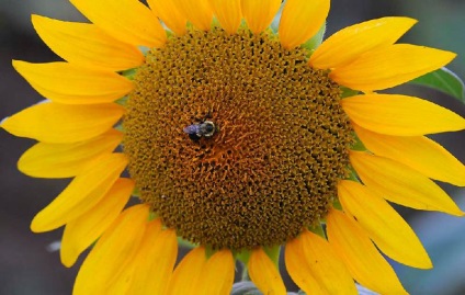 Fotografii de floarea-soarelui - doar interesant