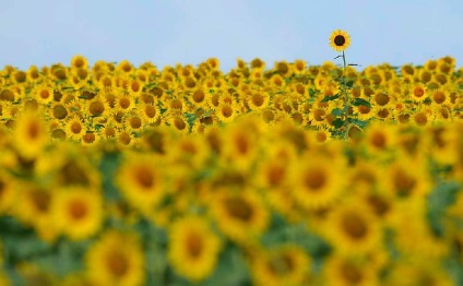 Fotografii de floarea-soarelui - doar interesant