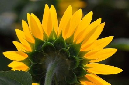 Fotografii de floarea-soarelui - doar interesant