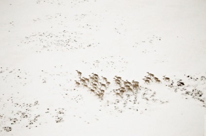 Fotografiază cum să tragă dintr-un elicopter și chiar dintr-un avion, fotografii și călătorii peste Chukotka