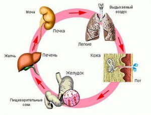 Metodele de cercetare a funcției renale și consecințele încălcărilor