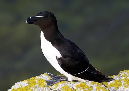 Gagarka, auk (alca torda) descrierea zonei dimensiunea culorii auk, hrana pentru animale de voiaj