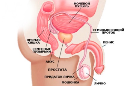 Unde este prostata la barbati si putin despre functiile ei