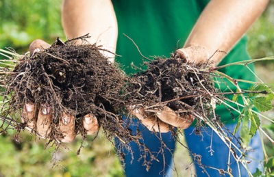 Helenium hosszú távú, őszi ültetés és gondozás a nyílt területen, leírás, amikor átültetésre