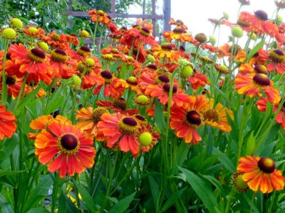 Helenium hosszú távú, őszi ültetés és gondozás a nyílt területen, leírás, amikor átültetésre