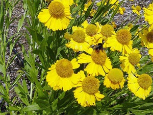 Helenium leszállás és gondozás a szabadban