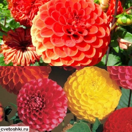 Dahlias évente és azok termesztése magvakból egy osztály, és a név egy fényképen, mikor kell növény a kelbimbó