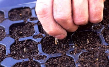 Pompele Dahlias cresc din semințe