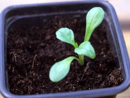 Pompele Dahlias cresc din semințe