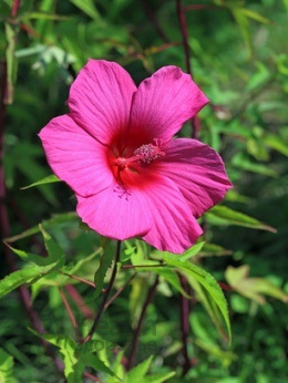 Hibiscus plante medicinale mlaștină, aplicare, mărturii, proprietăți utile, contraindicații,