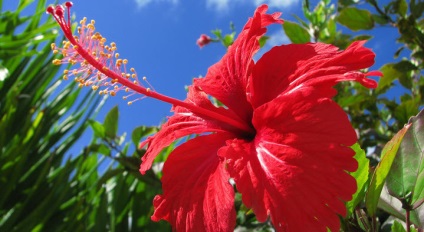 Hibiscus proprietăți utile