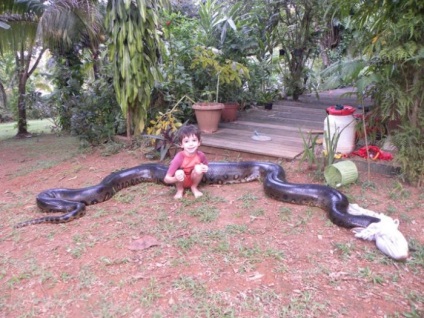 Giant anaconda mănâncă un câine