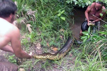 Giant anaconda mănâncă un câine