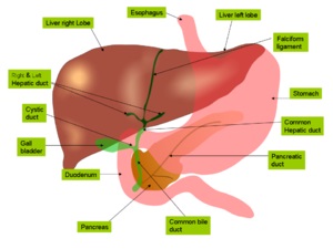 Structura histologică a ficatului