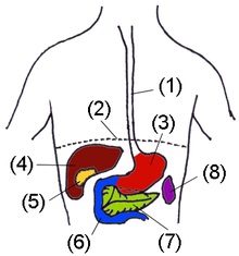 Structura histologică a ficatului