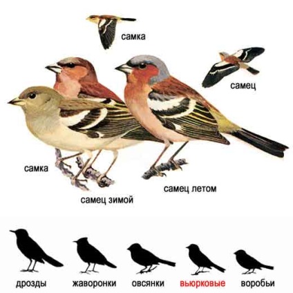 Vocile păsărilor în natură - aflați că sunteți dolboeb
