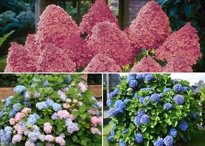 Hortensia în designul peisajului este vorba despre îngrijirea acestor flori