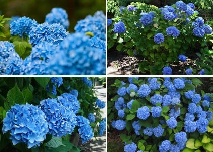 Hortensia în designul peisajului este vorba despre îngrijirea acestor flori