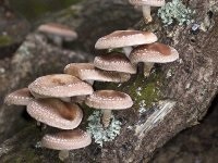 Ciuperci shiitake - hacienda online