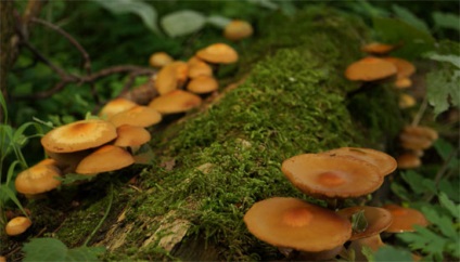 Ciuperci în pădure
