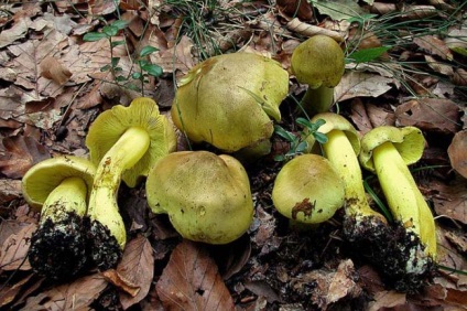 Ciuperci greyushushki și serushki caracteristică, descriere, fals, în cazul în care acestea cresc, de gătit, cum