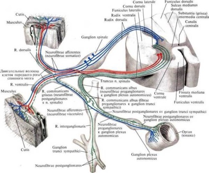 Disc herniat