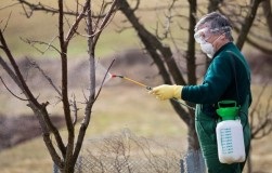 Pereții care merită să se planteze