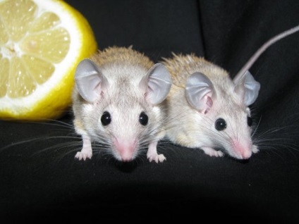 Iglastic șoarece egiptean, șoarece distinctiv