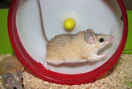 Iglastic șoarece egiptean, șoarece distinctiv