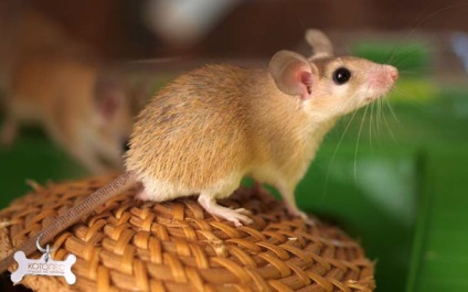 Șoarece mouse