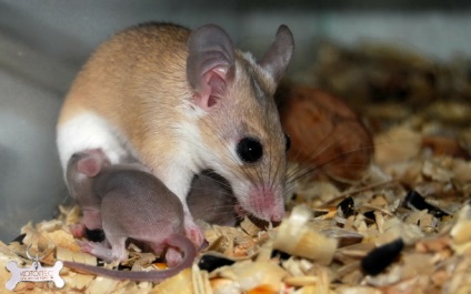 Șoarece mouse