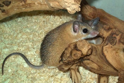 Csillogó egerek, milyen állatok ezek?