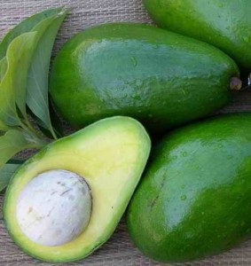 Istoria avocado