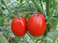 Istoria de tomate culturale - hacienda online