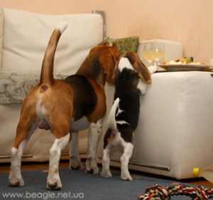 Deci, v-ați hotărât să aveți un beagle - barstail-ul de caini beagle