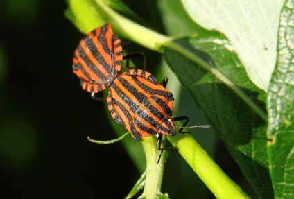 Bug-ul italian este vreun rău și merită să lupți