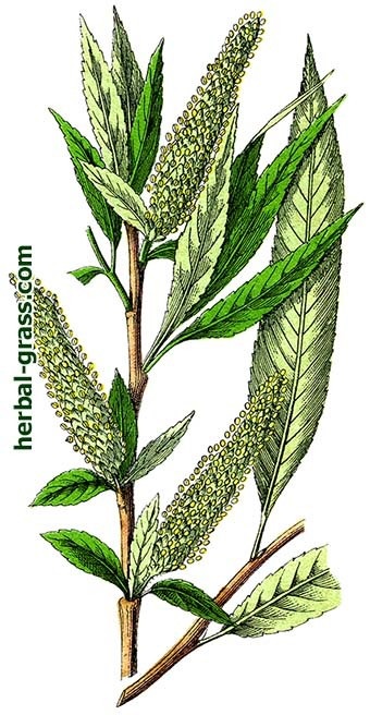 Willow white - fotografie, aplicație, proprietăți utile, medicinale, contraindicații, descrierea plantei,