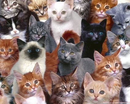 Oameni celebri despre pisici, proaspăt - cel mai bun din Runet pentru o zi!