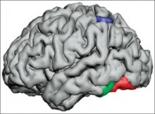 Creierul creierului, de ce cortexul cerebral cu convoluții